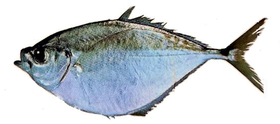 Chloroscombrus chrysurus_09
